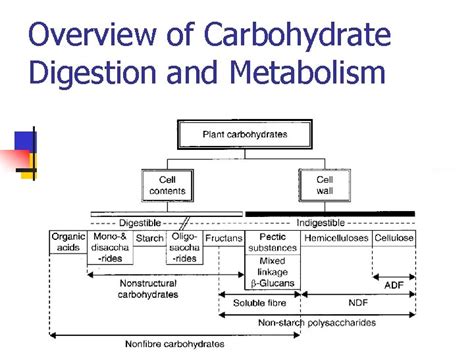 Carbohydrate Digestion And Metabolism Overview Of Carbohydrate Digestion