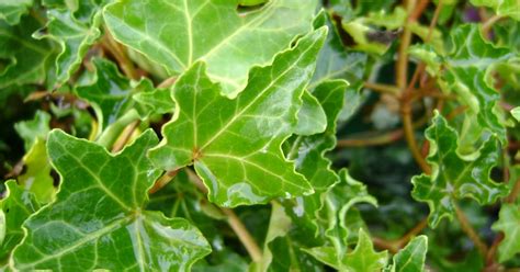 Родина — африка, юг азии, юг европы, крым. Hedera helix 'Ivalace' (Klimop) | De Tuinen van Appeltern