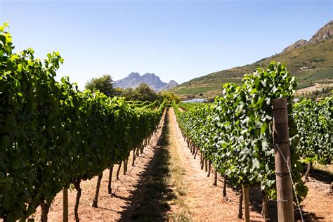 Stellenbosch Wine Country: Tastings and Scenic Beauty 2