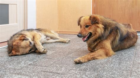Two Dogs Lie In A Room On The Floor Opposite Each Other Funny Animals