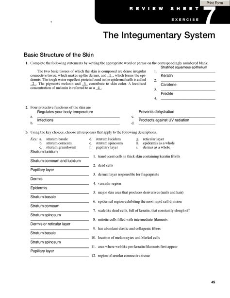 Review Sheet 7 The Integumentary System 45 Basic Structure Of The