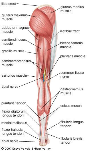 Muscles Of The Leg Diagram Quizlet