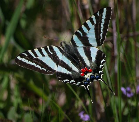 Zebra Swallowtail Butterfly Fws Gov
