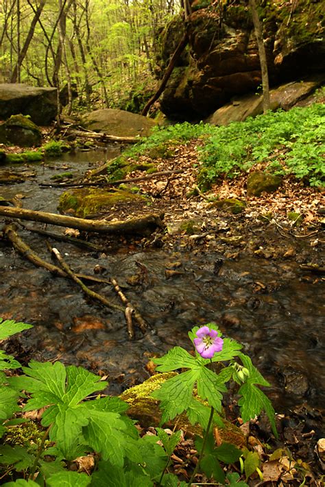 We did not find results for: Natural Spaces Photography: Spring Wildflowers in Wisconsin