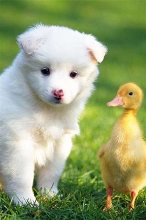 Odd Couple ~ Pup And Duckling Cute Puppies Dogs And Puppies Cute Dogs