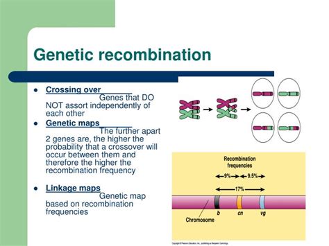 Ppt Chapter 15 The Chromosomal Basis Of Inheritance Powerpoint