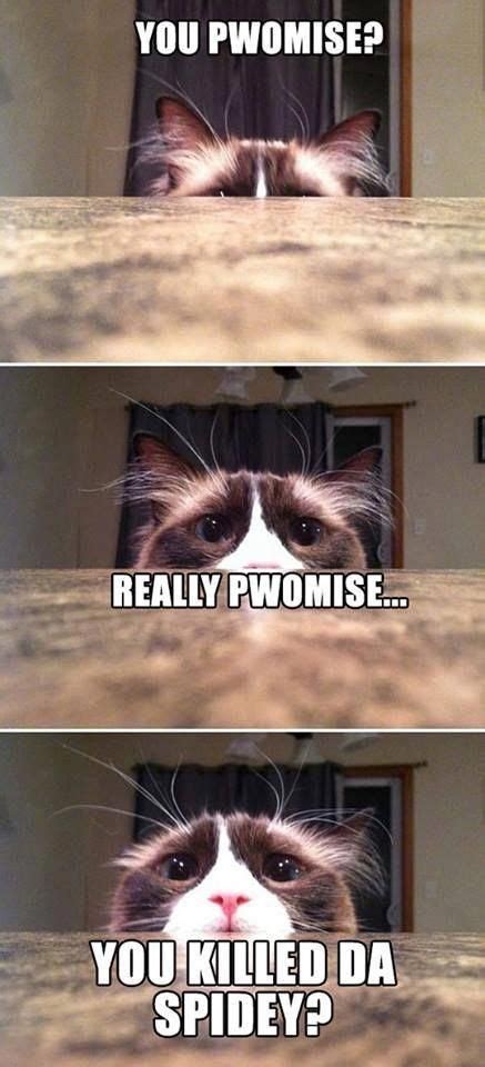 40 Cat Memes To Make You Laugh Until You Cry Paw Paw Go