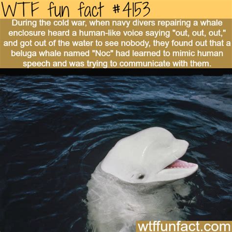 Beluga Whale That Learned To Mimic Human Speech Wtf Fun Facts Fun