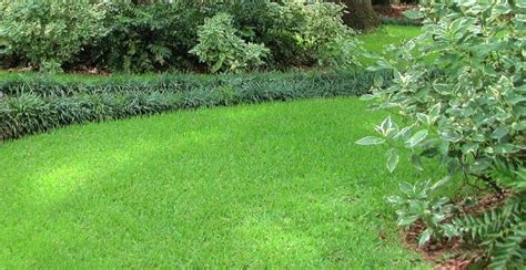 Best Feed And Weed For St Augustine Grass Top