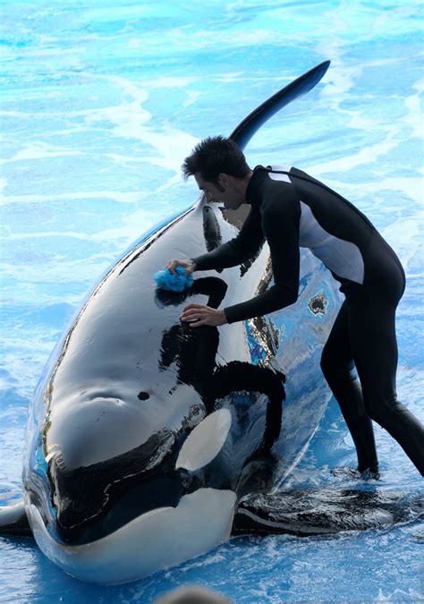 Seaworld Deeply Saddened Peta Outraged By Death Of Kayla The Orca