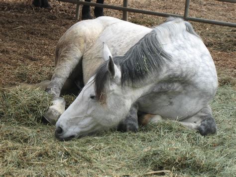 Horse Lying Down Prettyful Pony Flickr