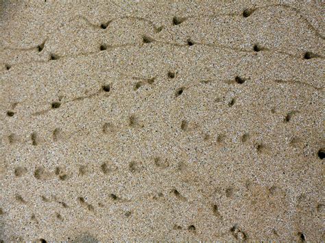 Crab Sand Footprints Texture Free Stock Photo Public Domain Pictures
