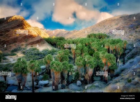 Palm Canyon. Indian Canyons. Coachella Valley. Palm Springs, California