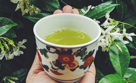 Sencha Cold Brew Green Tea Recipe Wholesale Sencha
