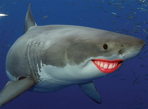 Can You Guess The Celeb Smile From Celeb Shark Smiles E News