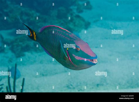 Single Closeup Portrait Fish Underwater Tropical Reef Bahamas