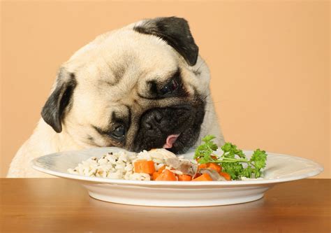 In questa fase la dieta da seguire sarà magra oppure il cibo verrà mischiato con acqua. Cibo per Cani da Evitare: 10 Alimenti che Fanno Male al Cane