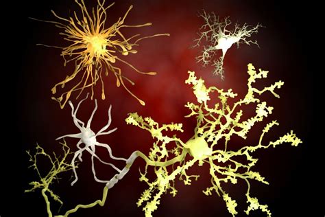 ¿qué Son Las Células Neurogliales
