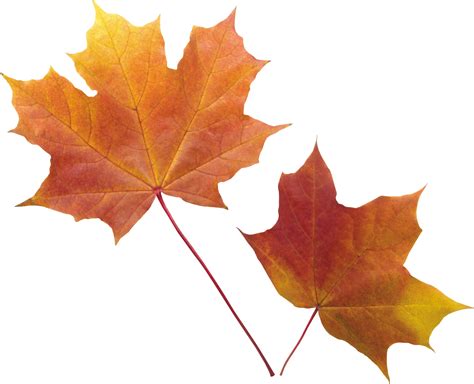 Autumn Png Leaf Clear Background Fall Leaves Transparent Background