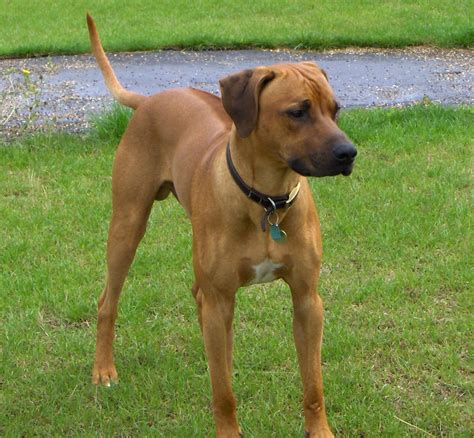 Such Good Dogs Breed Of The Month Rhodesian Ridgeback