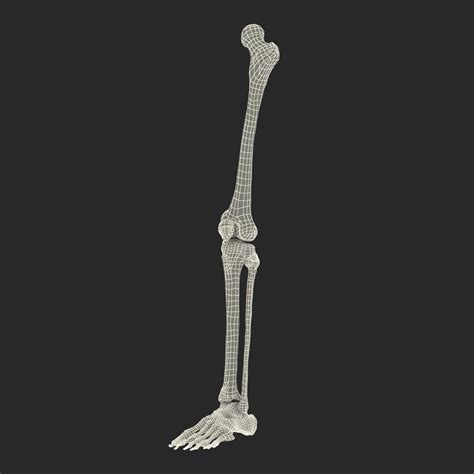 Human Leg Bones 3d Model 49 3ds Fbx Obj Max Ma C4d Free3d