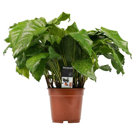 Calathea Network The Green Corner