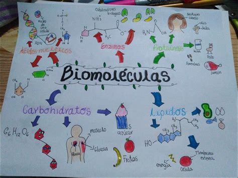 Mapas Mentais Sobre Biomoleculas Study Maps