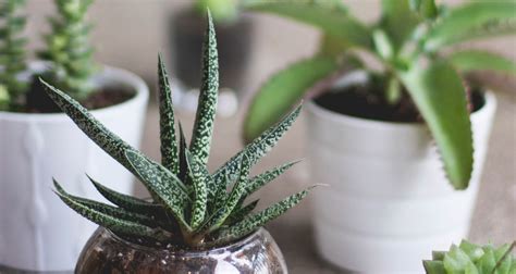 That greenery boosts your health in ways you probably don't even realize. Best Air-Purifying Indoor Plants for Your Home | Digitized ...