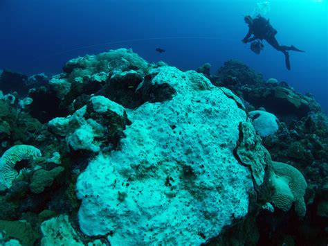 Corel corporation is a canadian software company headquartered in ottawa, ontario, specializing in graphics processing. Major Coral Bleaching Event in Flower Garden Banks ...