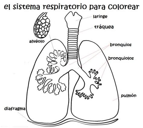 Imágenes Del Sistema Respiratorio Para Niños Sistema Respiratorio