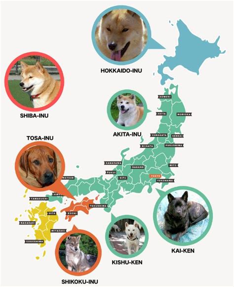 Las 10 Razas De Perros Japoneses Más Famosas ⛩️