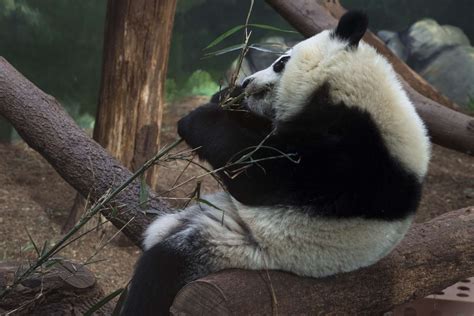 Panda Updates Wednesday January 10 Zoo Atlanta