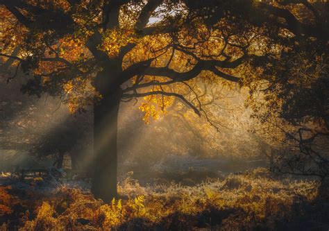 Enchanted Forest Leicestershire England By Verity Milligan