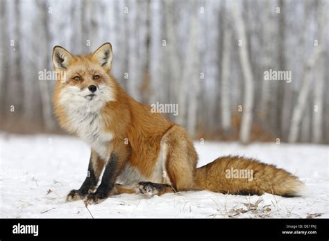 Red Foxes Vulpes Vulpes Minnesota Usa Stock Photo Alamy