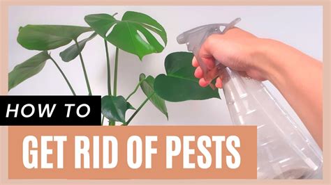 How To Get Rid Of Pests On Plants Using Dish Soap Hydrogen Peroxide