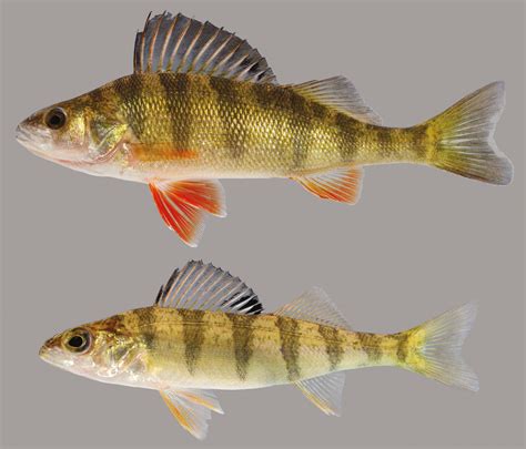 Yellow Perch - Discover Fishes
