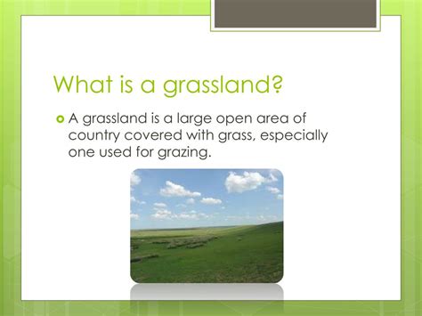 Ppt Grasslands Powerpoint Presentation Free Download Id2255206