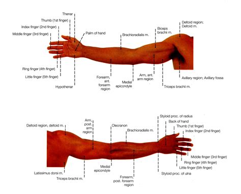 Regions Of The Arm