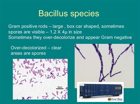 Gram Stains