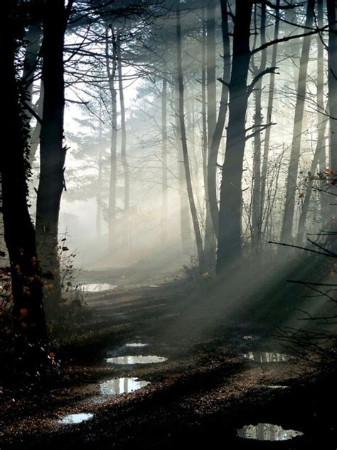 The Swampy Forest Light Beautiful World Beautiful Pictures Beautiful