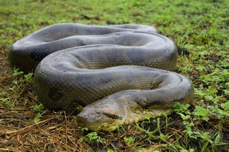 Gajah afrika adalah hewan darat terbesar di dunia dengan berat 6,350 kg dan panjang mencapai 10,6 meter. 10 Spesies Ular Terunik di Dunia, dari Terbesar Hingga ...