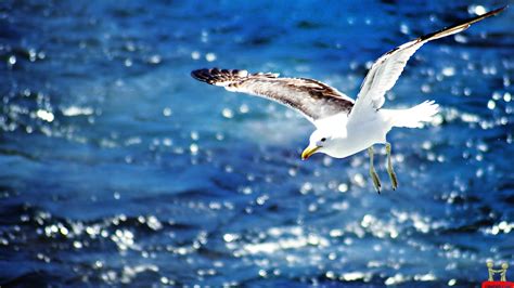 Glorious Seagull Flying Over Water Wallpaper 1920x1080 Rwallpaper