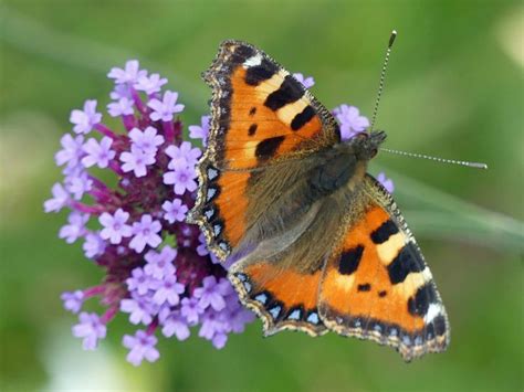 Small Tortoiseshell Butterfly Thorney Somerset England Stages Of A