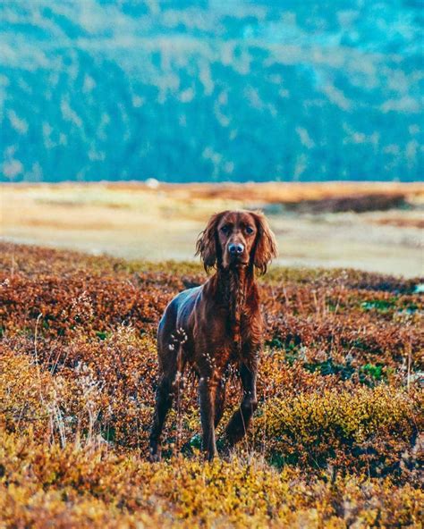 14 Pictures Only Irish Setter Owners Will Think Are Funny