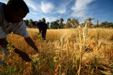 Don't ask me why this works with. Local farmers harvesting wheat to make bread in Sudan | Flickr