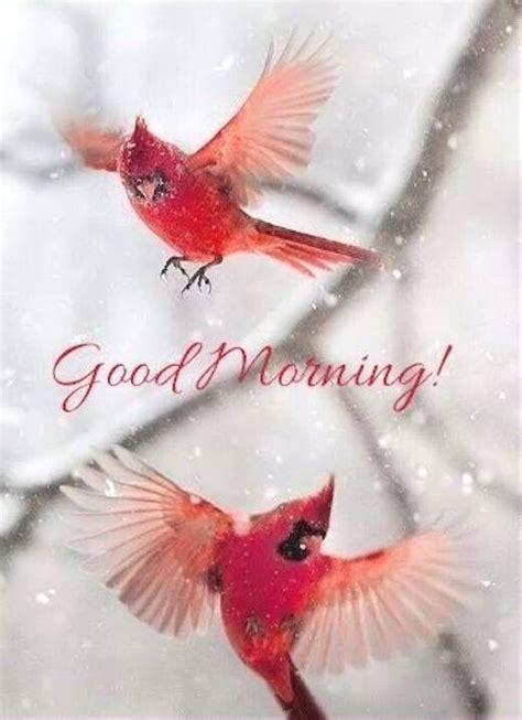 Winter Birds Good Morning Quote Pictures Photos And Images For