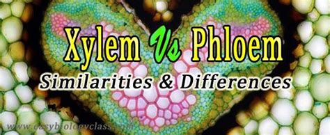 Xylem Vs Phloem Similarities And Differences Easy Biology