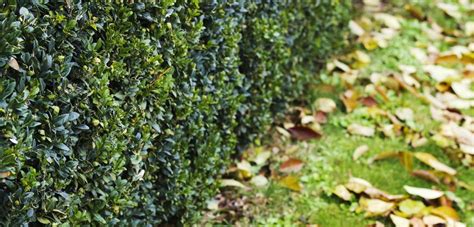 Im herbst ist es nicht so kalt wie im winter. Hecke schneiden im Herbst → Lesen Sie, wann und wie es ...