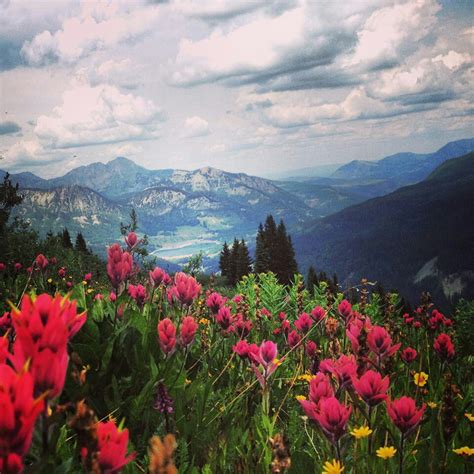 Wildflowers In The San Juan Mountains Near Telluride Adventure Is