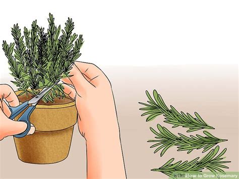 How To Grow Rosemary 12 Steps With Pictures Wikihow